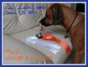 14.06.2009. Pepija got CACIB and R.CACIB