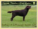 Teepee Teodori Cee Cesar - Balt Jun CH