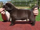 Miss Bordo 5 weeks old