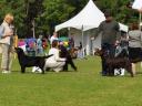 International dog show - Best Male 3