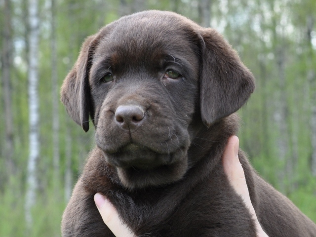 Gracie - 7 weeks