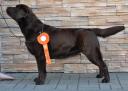 Estee with R.Cacib from International dog show in Riga, LV